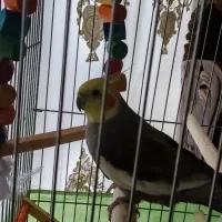 فروش یه عدد عروس هلندی نر