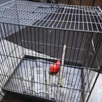 قفس سهره|لوازم جانبی حیوانات|مزرعه کتول, |دیوار