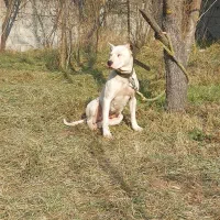 واگذاری سگ داگو آرژانتینو قیمت پاین