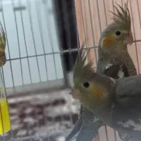 جوجه عروس هلندی ۵ ماهه|پرنده|بومهن, |دیوار