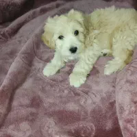 سگ پاکوتاه شیتزو 3عدد