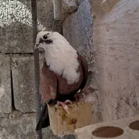 یک عدد مخمل