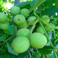 خرید مستقیم نـهـال با تضمیــن|خدمات باغبانی و درختکاری|میانه, |دیوار