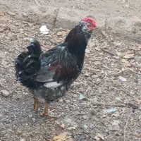 مرغ و خروس گلین