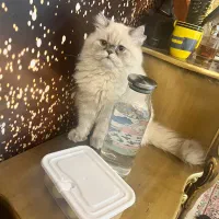 فروش گربه|گربه|تربتحیدریه, پارک کاشانی|دیوار