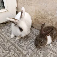 خرگوش کاملا سالم وبازیگوش