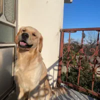 گلدن رتریور اصیل وارداتی با تخفیف|سگ|آستارا, |دیوار