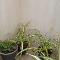 گل طبیعی|گل و گیاه طبیعی|اصفهان, کوی شهید کشوری|دیوار