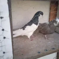 شصتی سیاه نرمست