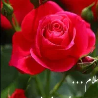 بازیافت  کتاب  دفتر کاغذ باطله