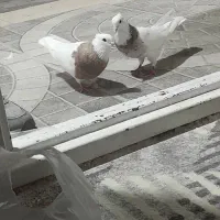 جفت طوقی|پرنده|جیرفت, |دیوار