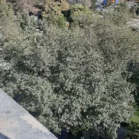 ۱۱۰ صفرآسانسوپارکینگ ابوطالب عبدالمطلب اوایل کریمی|فروش آپارتمان|مشهد, شهید مطهری|دیوار