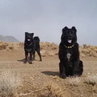 واگذاری سگ گله|سگ|داران, |دیوار