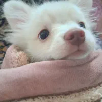 فروش توله سگ پامر|سگ|سیرجان, |دیوار