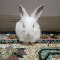 خرگوش و وسایل