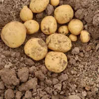 سیب زمینی سانته