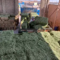 یونجه انباری درجه یک