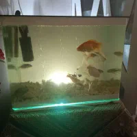 ماهی با اکواریوم