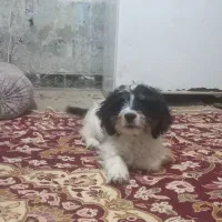 توله نر پاکوتاه|سگ|زابل, |دیوار