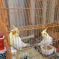 یه جفت عروس،خوش صحبت،خوش رَقصه دستی