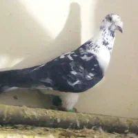 کبوتر بزک|پرنده|نیشابور, بلوار گلها|دیوار