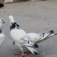 کفتر آلمانی