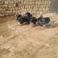 بوقلمون نر|حیوانات مزرعه|چگنی, |دیوار