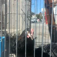 مرغ قربانی|حیوانات مزرعه|کرج, کمالشهر|دیوار