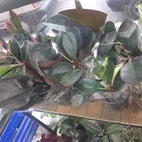 انواع گل آپارتمانی فقط و فقط ۱۰۰تومن|گل و گیاه طبیعی|نسیم‌شهر, |دیوار