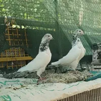 کبوتر گلدن کماندو|پرنده|ارزوئیه, |دیوار