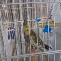 عروس هلندی|پرنده|آستارا, |دیوار