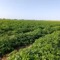 سمپاشی مزارع شلتوک یونجه و باغات میوه|خدمات باغبانی و درختکاری|گتوند, |دیوار