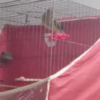 سقا و سهره قناری