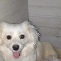 پامر اشپیتز ماده. نگهداری از حیوان