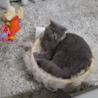 گربه اسکاتیش دبل فولد نر