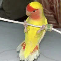 جفت طوطی برزیلی سفید زعفرونی