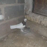 تعدای طوق سیاه درجه یک فروشی|پرنده|زرین دشت (فارس), |دیوار