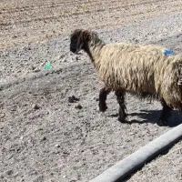 شیشک میش و قوچ چاق و سرحال|حیوانات مزرعه|مرودشت, نقش رستم|دیوار