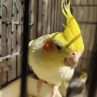 پرنده ،طوطی عروس،هلندی ، آلبینو و لوتینو ،جفت|پرنده|قم, شهر قائم|دیوار