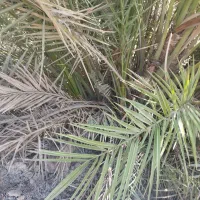 فروش نخل برجی ۲۰ کیلو به بالا شرطی|گل و گیاه طبیعی|باوی, |دیوار