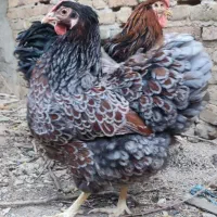 ویاندوت بلورد