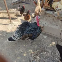 بوقلمون نر