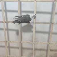 کله سفید ماده|پرنده|سبزوار, امام خمینی (ناوی)|دیوار