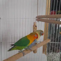 کوتوله طوطی برزیلی