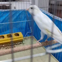 قناری دوعددسفیدوابلغ|پرنده|خمینی‌شهر, |دیوار