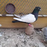 کبوتر قزوینی،طوقی،پرشی
