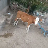 گوساله سیمینتال بزری جنس اصلی