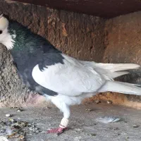 ۱۷تا کفتر رنگه