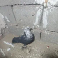 کبوتر|پرنده|میان جلگه, |دیوار