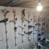 کفتر کبوتر جوانه بوم رنگه و سار